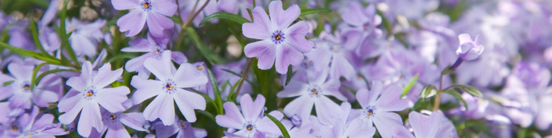 Phlox, Creeping Phlox, Phlos paniculata, Phlox subulata